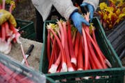 27.03.2018, Nordrhein-Westfalen, Bergheim Niederaussem: Arbeiter ernten auf einem Feld neben dem Braunkohlekraftwerk Niederaussem Rhabarber. Durch die Abwärme des Krafwerkes wird der Boden erwärmt und eine frühere Ernte ermöglicht. Foto: Henning Kaiser/dpa +++ dpa-Bildfunk +++ (KEYSTONE/DPA/Henning Kaiser) (Symbolbild: Henning Kaiser/DPA/Keystone)