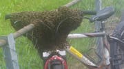 Ein Schwarm Bienen nahmen dieses Bike in Besitz. (Bild: PD)