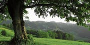 Hügelige Landschaft im Tannzapfenland: Ein Naturpark kommt hier nicht zu Stande. (Bild: Olaf Kühne)