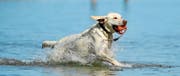 Hoffnung für Hundehalter: Bei der Ostmole des Yachthafens könnte es eine Badi für Hunde geben. (Bild: Reto Martin)