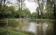Das ehrenamtliche Engagement stösst an Grenzen: Bald wird der Moosweier in Bruggen von der öffentlichen Hand betreut. (Bild: Ralph Ribi)