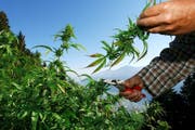 Eine regulierte Cannabisabgabe würde zu einer besseren Kontrolle der Produktionsstandards führen. (Bild: Keystone)