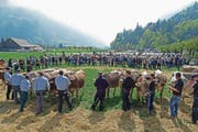 Oben: Miss Jubiläum «Wolga» aus dem Stall von Antonia, Josef (Mitte) und Sepp Infanger. Auf dem Viehschauplatz beim Sporting-Park fand die Präsentation der Zuchtfamilien statt. (Bild: Beat Christen (Engelberg, 5. Mai 2018))