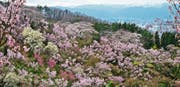 Ein Muss für jeden Sakura-Liebhaber: Kirschblüte am Hanamiyama. (Bild: Angela Köhler (Fukushima, April 2018))