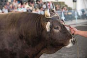 Drei Jahre alt, 1200 Kilo schwer: Stier Alex ist ein imposanter Vertreter der Rasse Original Braunvieh. (Bild: Boris Bürgisser (Luzern, 27. April 2018))