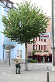 Der Goldacher Imker Dietmar Hiltebrand sammelt das Bienenvolk ein. (jor)