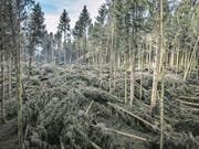 Sturm «Burglind» hat im Wald eines Bauern aus Lieli grossen Schaden angerichtet. (Bild: Pius Amrein (8. Januar 2018))
