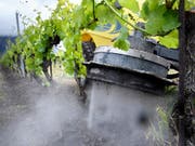 Das Wallis testet eine natürliche Unkrautvertilgungsmethode: Reines Leitungswasser schiesst mit Hochdruck aus einer Maschine vertikal auf den Boden und vernichtet dabei unerwünschtes Grünzeug. (Bild: KEYSTONE/LAURENT GILLIERON)