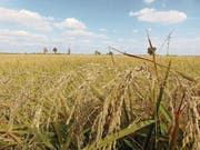 Im Herbst leuchten die Reisfelder ockergelb. (Bild: Sarah Coppola-Weber)