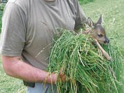 Aufgefundene Kitze sollten beispielsweise mit einem Büschel Gras und nicht mit der blossen Hand berührt werden, da sie sonst von der Mutter verstossen werden könnten. (Bild: PD)