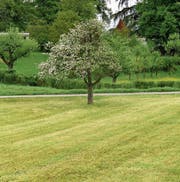 Dank warmem und trockenem Aprilwetter wurden bereits mehrere Wiesen gemäht. (Bild: Andreas Walker)