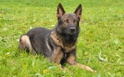 Polizeihund Quando. (Bild: Luzerner Polizei)