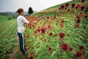 Eine Praktikantin auf einem Bauernhof im Napf in Hergiswil. (Bild: Pius Amrein)