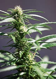 Im Rahmen einer Studie könnte Cannabis vielleicht bald legal erworben werden. (Bild: Susann Basler)