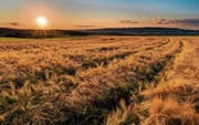 Für das Siegerbild «Sonnenuntergang über dem Getreidefeld» nahm sich Roger Rubin über eine Stunde Zeit. (Bild: Roger Rubin)