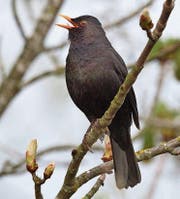 Bereits ihr Anblick kann die Stimmung heben: (von links) Nachtigall, Rotkehlchen und Amsel. (Bild: Getty, DPA, Imago)