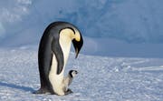 Kaiserpinguine sind modern: Mama und Papa wechseln sich damit ab, ihr Küken auf den Füssen zu balancieren und Futter für es zu organisieren. (Bild: Anna Bartosch-Carlile/Alamy)