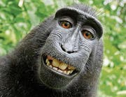Frech grinst der indonesische Makake Naruto in die Fotokamera. (Bild: Selfie)