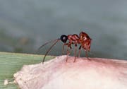 Die Schlupfwespe, die wie eine Ameise aussieht, legt ihre Eier in ein Spinnengelege. Dort werden diese zu Larven. (Bild: Siegfried Keller)