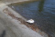 Der Rorschacher Schwan sucht seine drei Eier. (Bild: Rossella Blattmann)