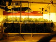 Die Indoor-Hanfanlage, welche die Polizei in Unteriberg sichergestellt hat. (Bild: Kapo Schwyz)