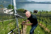 Freut sich über das schnelle Wachstum der Reben: Karl Sigrist auf seinem Weingut in Meggen. (Bild: Corinne Glanzmann (7. Mai 2018))