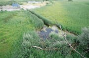 Das Kaltbrunner Riet ist der letzte Überrest der Sümpfe, die einst die Linthebene prägten. (Bild: Coralie Wenger)