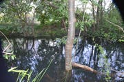 Immer tiefer steht dieser Baum im Wasser. Der Baumeister selbst wollte nicht vor die Kamera. (Bild: Jessica Nigg)