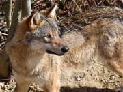 Wolf, Hund, Hybrid? Der Walliser Grossrat will sicher sein. Er hiess zwei Postulate gut, dass künftig mit Gen-Analysen Klarheit geschaffen werden soll. (Bild: KEYSTONE/CHRISTIAN BRUN)