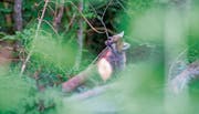 Auch Jungfüchse gehen in die «Waldspielgruppe»