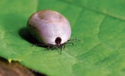 Mit Blut vollgesogene Zecken können das Hundertfache ihres Körpergewichts erreichen. (Bild: Carola Schubbel)