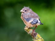 Der junge Gimpel ist noch nicht ganz selbständig, wird aber von seinen Eltern auch ausserhalb des Nestes betreut. (Bild: Vogelwarte Sempach)