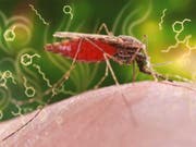 Der Malariaerreger verändert das Duftstoffprofil eines infizierten Menschen. Diese Erkenntnis könnte für die Entwicklung eines neuen, kostengünstigen Diagnosetests genutzt werden. (Bild: ETH Zürich/CDC/James Gathany)
