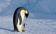 Kaiserpinguine sind modern: Mama und Papa wechseln sich damit ab, ihr Küken auf den Füssen zu balancieren und Futter für es zu organisieren. (Bild: Anna Bartosch-Carlile/Alamy)