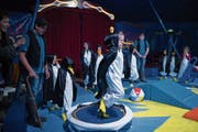 Die Pinguine sind mitten im Probefieber. (Bilder Corinne Glanzmann, Lungern, 16. Mai 2018)