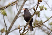 In neun von zehn Schweizer Gärten singt eine Amsel wie die Zählung von BirdLife Schweiz zeigt, ist die Amsel der am häufigsten beobachtete Vogel.