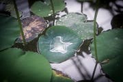 Im Tropenhaus des Botanischen Gartens St.Gallen. (Bild: Ralph Ribi - 10. Februar 2016)