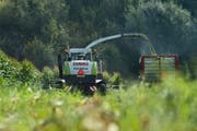 Ein Bauer bei der Ernte auf einem Maisfeld. Aus dem Mais wird Viehfutter produziert. (Bild: Dominik Wunderli; Ufhusen, 10. September 2015)