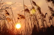 Das Schilf im Steinacher Delta soll alle zwei Jahre geschnitten werden. (TZ)