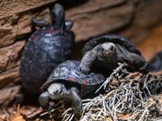 101 Mal Nachwuchs: Ende April ist im Zürcher Zoo die 101. kleine Galapagos-Riesenschildkröte geschlüpft. (Bild: KEYSTONE/PATRICK HUERLIMANN)
