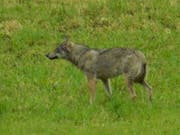 Das "hundeähnliche Tier", das eine Privatperson in Horgen am Montag fotografiert hat, war zweifelsfrei ein Wolf: Dies haben Fachleute nach einer Prüfung des Bildes festgestellt. (Bild: Baudirektion Zürich)