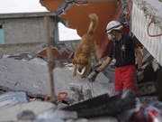 Spürhunde sind verlässliche Katastrophenhelfer. Doch sie brauchen Pausen und sind nicht immer so schnell verfügbar wie nötig. In Zukunft könnten sie Unterstützung von elektronischen Spürnasen erhalten, die die ETH-Zürich entwickelt hat. (Bild: KEYSTONE/EPA EFE/SASHENKA GUTIERREZ)