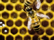 Die umstrittenen Neonicotinoide Clothianidin, Thiamethoxam und Imidacloprid sind für Bienen gefährlich. Das Gericht der Europäischen Union in Luxemburg hat am Donnerstag entschieden, dass die Insektizide weiter Beschränkungen beim Einsatz unterliegen. (Bild: Keystone/FR155085 AP/ANDY DUBACK)