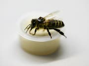 Der Rückenpanzer mit dem RFID-Chip ist etwa 4,5 Milligramm schwer. Er dient dazu, die Flugbewegungen der Biene nach dem Essen von pestizidbelastetem Futter zu verfolgen. (Bild: Agroscope)