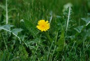 Löwenzahn (Taraxacum): harntreibend, galle-, appetit- und magensaftfördernd und fördert Beweglichkeit der Gelenke. Bild: Stefan Kaiser (Menzingen, 14. Mai 2018)