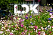 Brachen sind keine Wüsten, sondern sehr oft Rückzugsorte für seltene Pflanzen. Das ist auch rund um die Lokremise im Hauptbahnhof so. (Bild: PD)