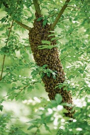Hier wurde ein Ast eines Aprikosenbaumes von einem Bienenvolk in Beschlag genommen. (Bild: Heidy Beyeler)