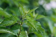 Brennnessel (Urtica dioica): harntreibend, blutreinigend, blutbildend. Wurzeln hemmen Prostata-Vergrösserung. Bild: Stefan Kaiser (Menzingen, 14. Mai 2018)
