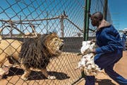 Ein Tierpfleger füttert einen Löwen in einer Zuchtstation im südafrikanischen Wolmaransstad. (Bild: Brent Stirton/Getty)