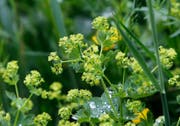 Frauenmantel (Alchemilla): entzündungshemmend, ausgleichend und regulierend der weiblichen Hormone. Bild: Stefan Kaiser (Menzingen, 14. Mai 2018)